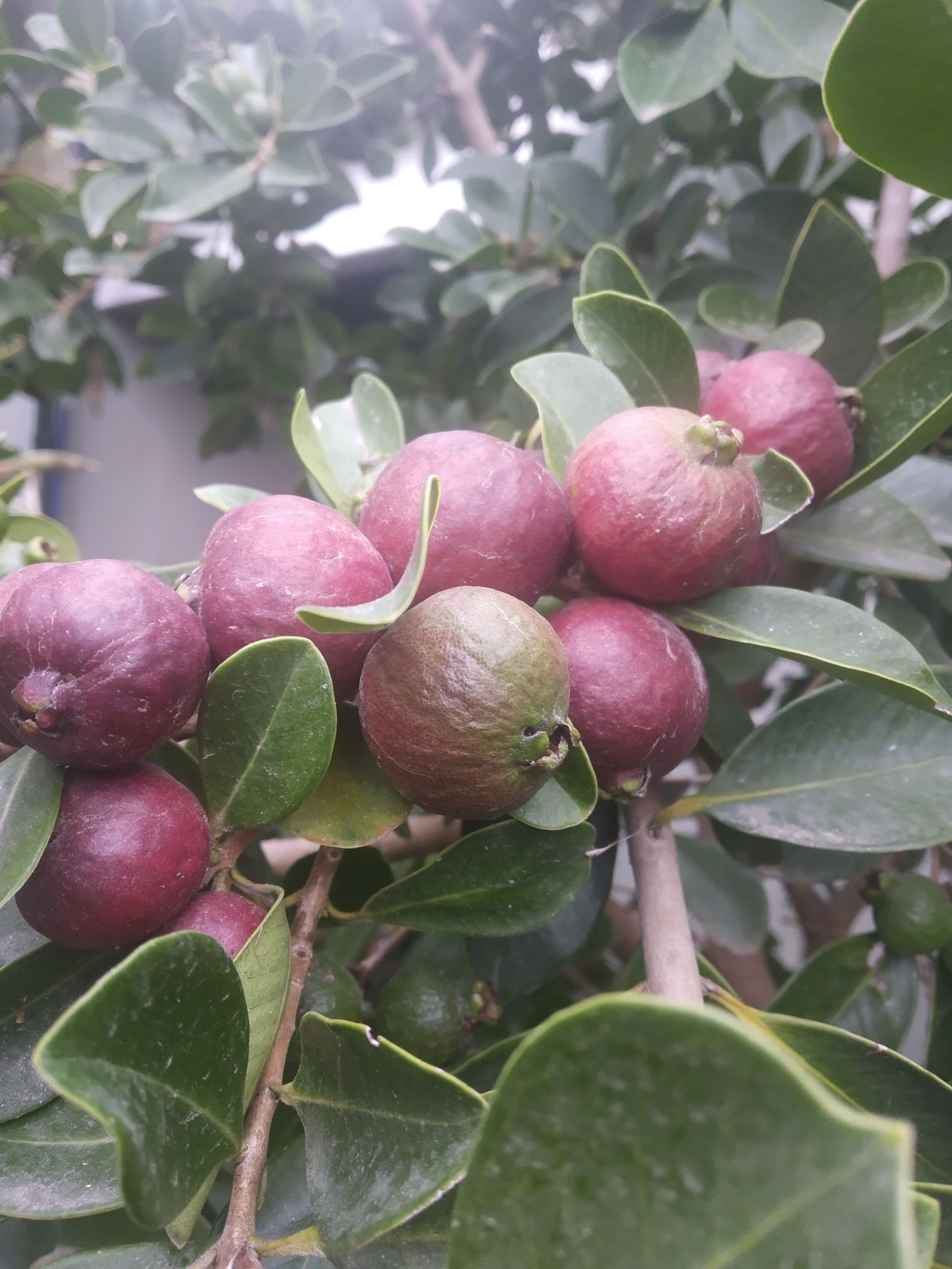 Plantas de Araça roxo