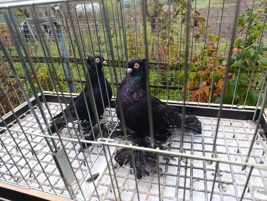 Gołębie wywrotki wschodniopruskie