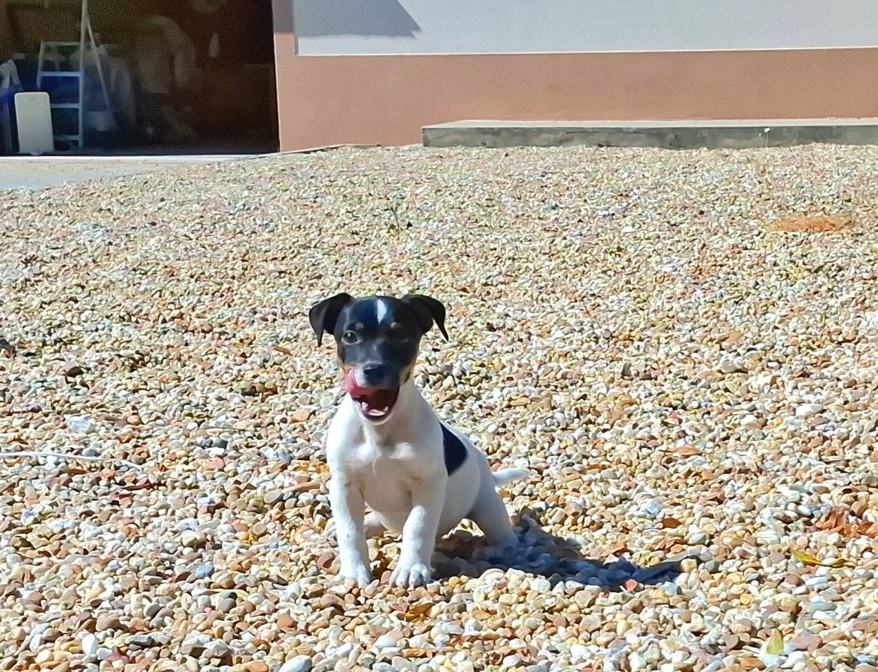 Jack russel de excelente qualidade