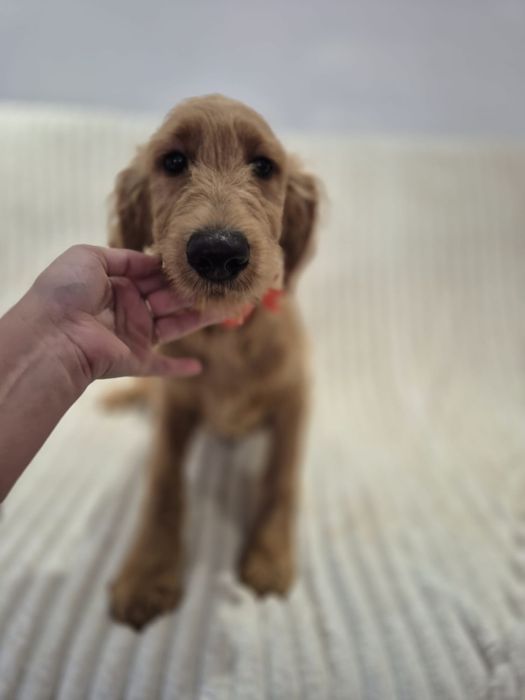 Goldendoodle f1 standard