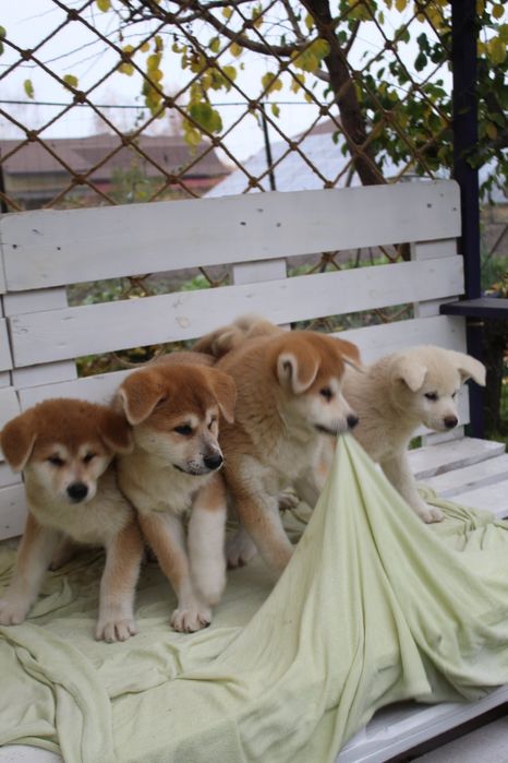 Вірний друг. Акіта іну. З документами КСУ