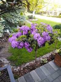 RODODENDRON na pniu Formowany DRZEWKO  odm. Catawbiense Grandiflorum