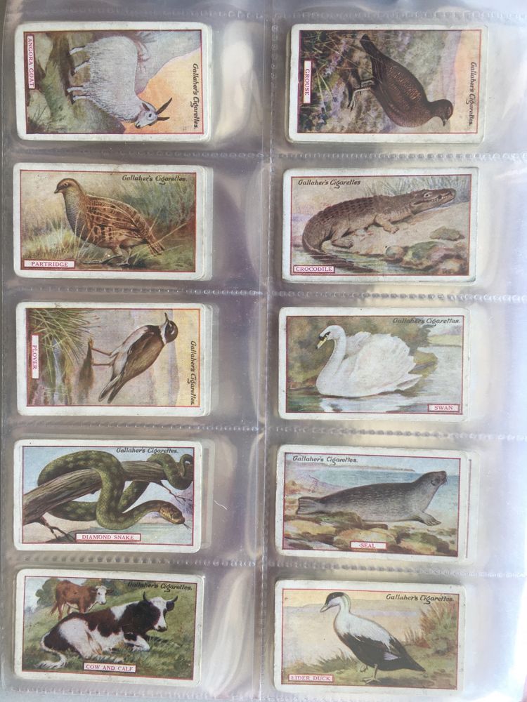 Série 100 cigarette cards: Gallagher, 1921 Animals and Birds of Commercial Value