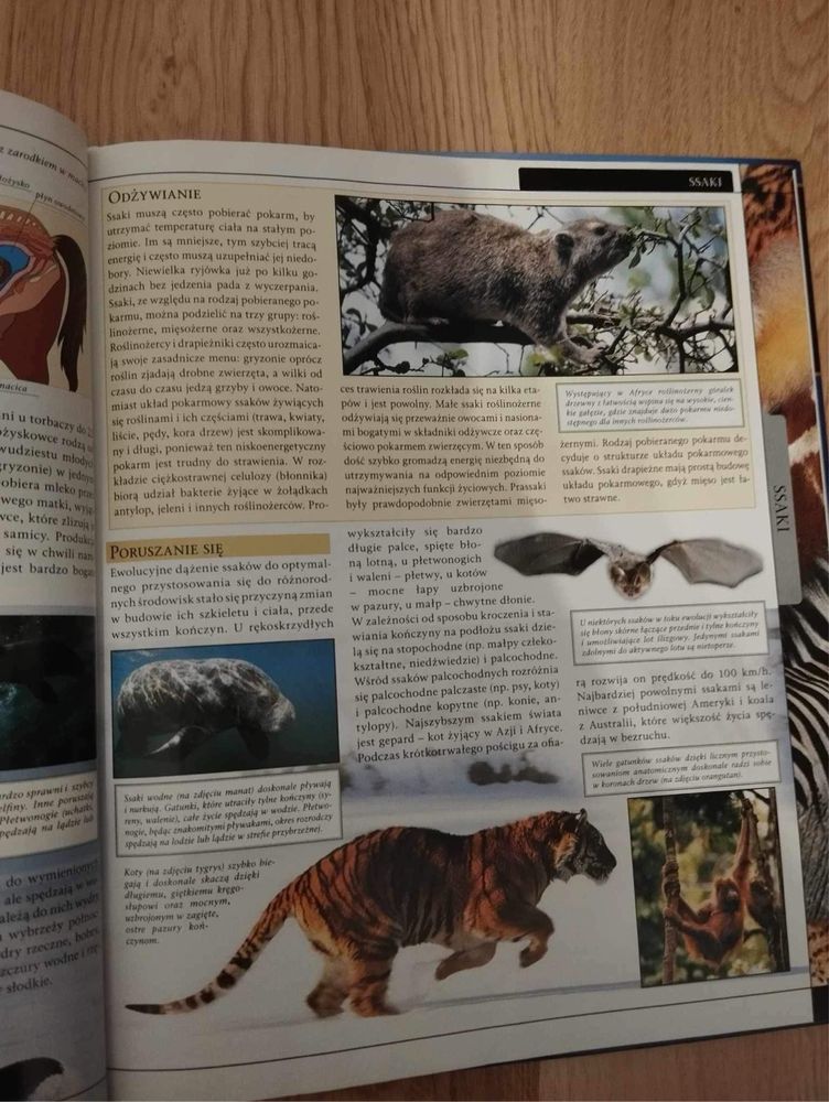 Wielka Encyklopedia zwierząt ssaki