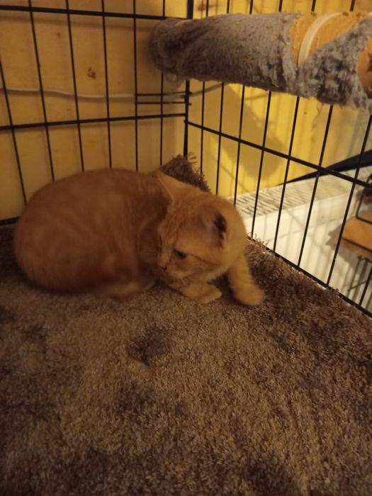 Mały rudzielec szuka domu niewychodzącego