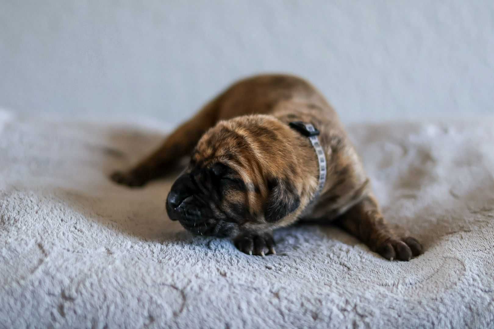 Dog niemiecki szczenię.