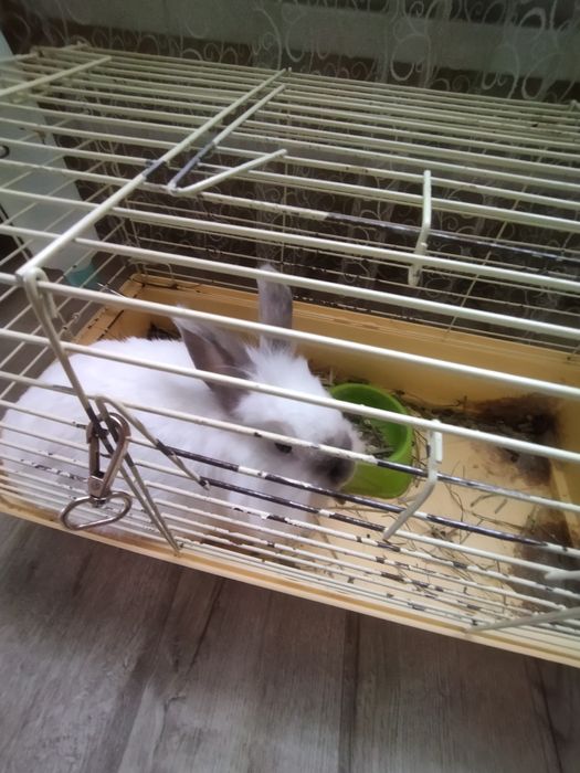 Продам  декоративного кролика