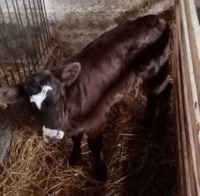 Byczek HO i jałoszka MM