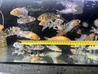 Ryba do oczek wodnych . Karp koi 12-15 cm
