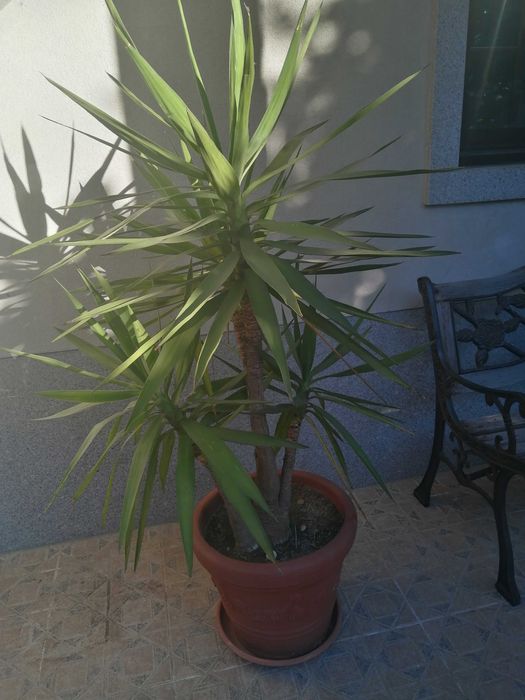 Yuka planta natural várias cabeças