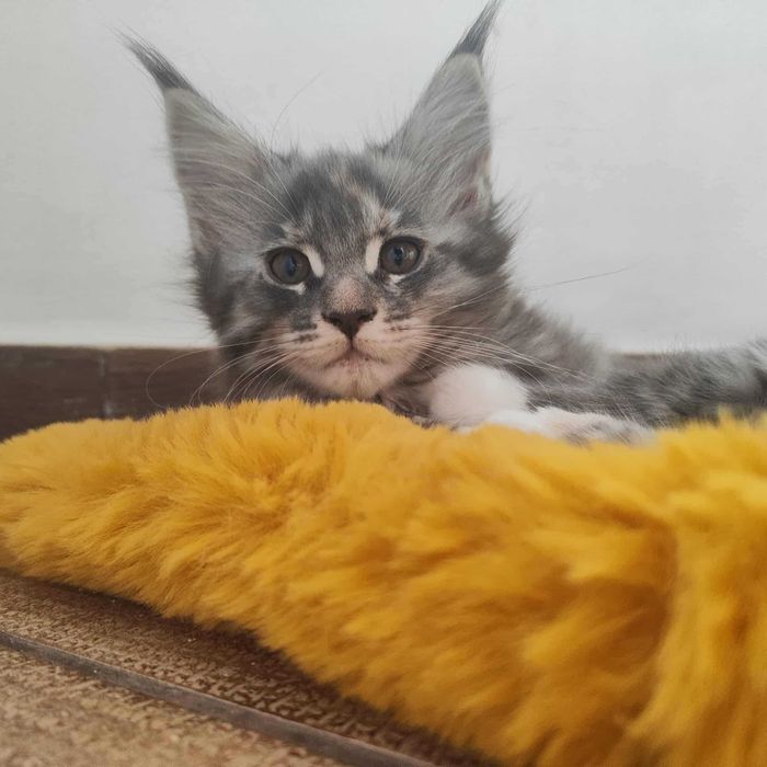 Kotka Maine Coon