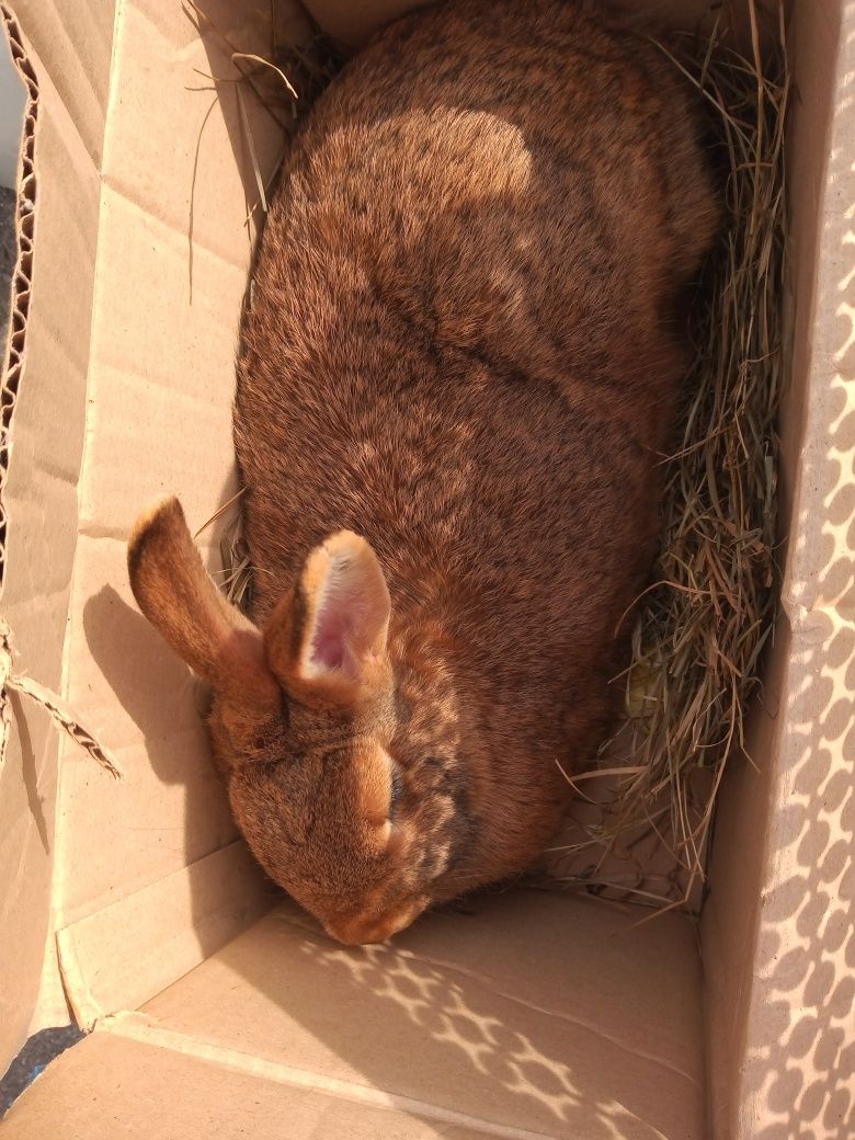 Продам кроликів порода Новозеландська