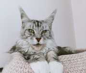 Koteczka Maine coon