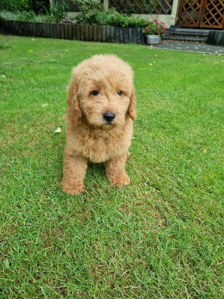 Golden Retriever Goldendoodle MINI Pudel miniaturowy PIESEK