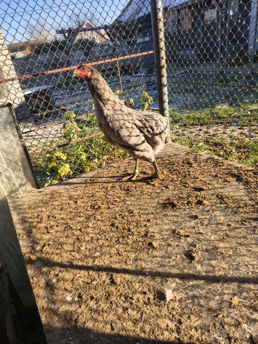 Araukany 2 kury i kogut