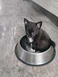 Sprzedam chihuahua