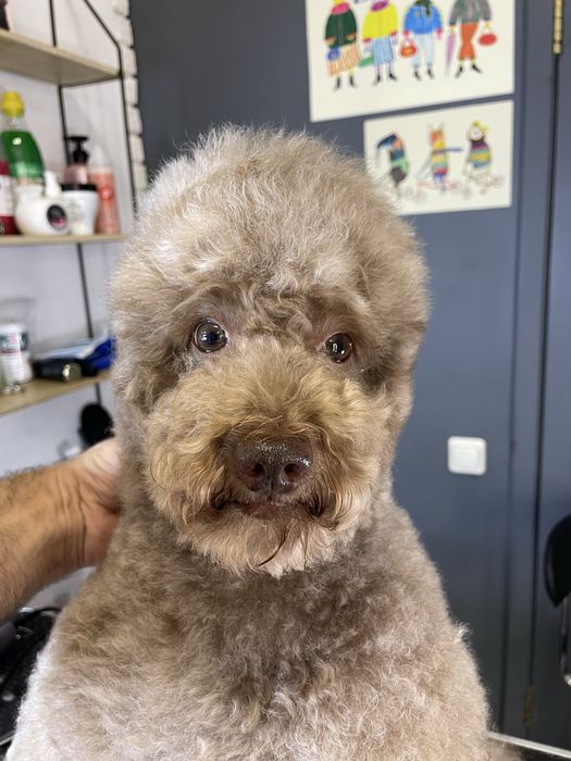 Грумінг для пуделів