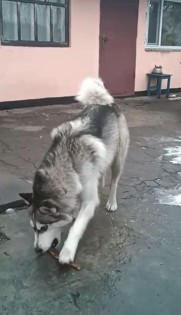 Хаскі красунчик кабель Марсель Вязка