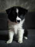 Piesek Border Collie FCI gotowy do zmiany domu