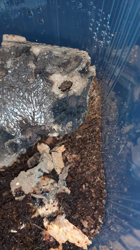 Chilobrachys natanicharum electric blue l1