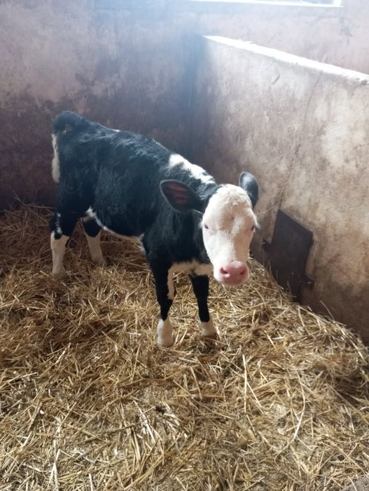 Sprzedam jałoweczke