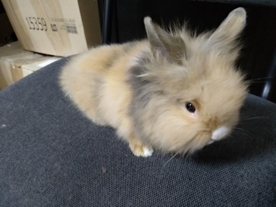 Львиноголовые кролики-настоящий маленький лев