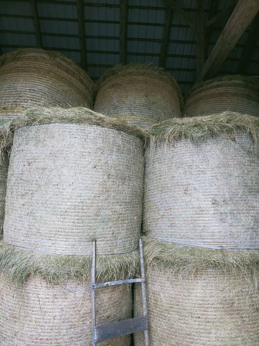 Siano. Bele siana 2 i 3 pokos