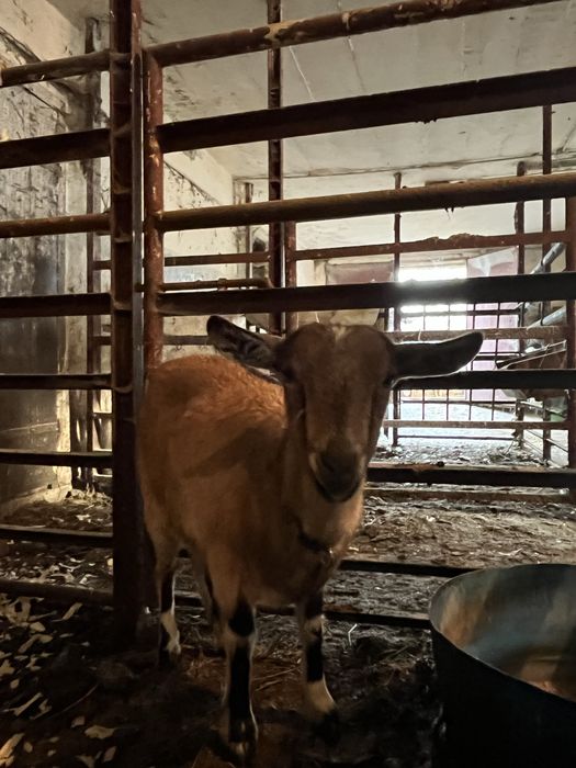 Sprzedam dwie młode Kozy