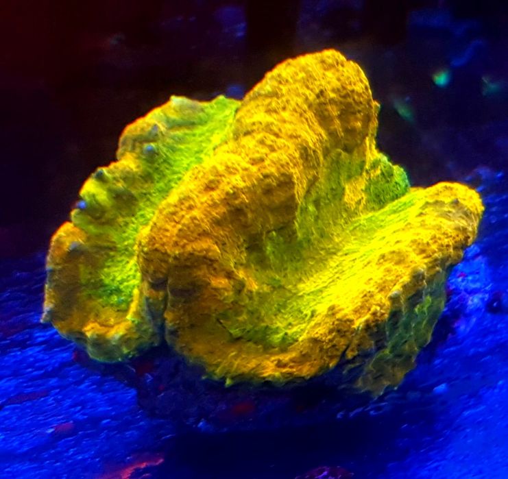 Symphyllia  . Koralowiec LPS . Akwarium morskie