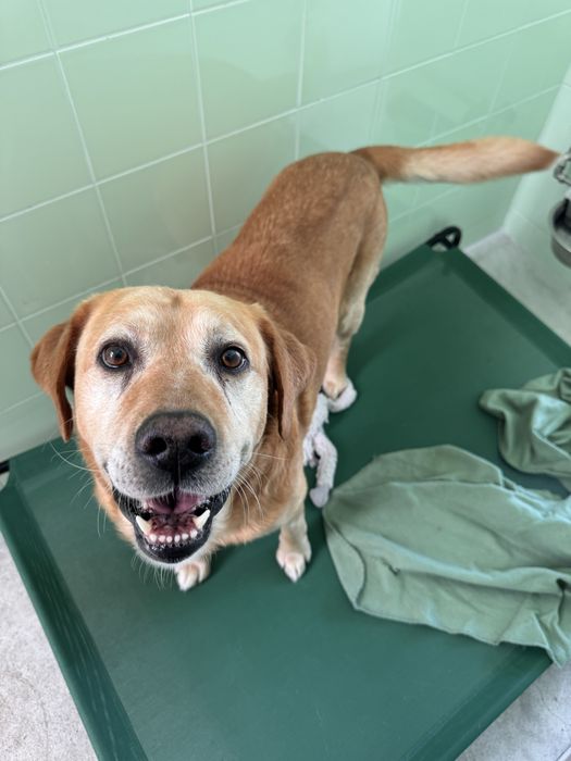 Scott - xLabrador, 7 anos