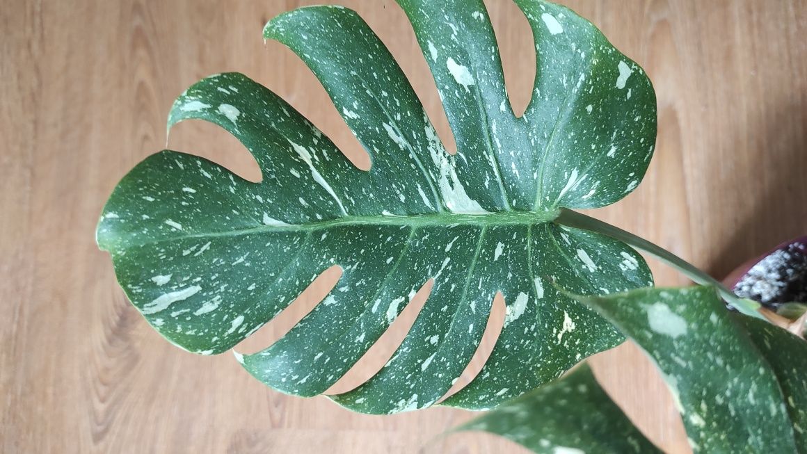 Monstera thai constellation