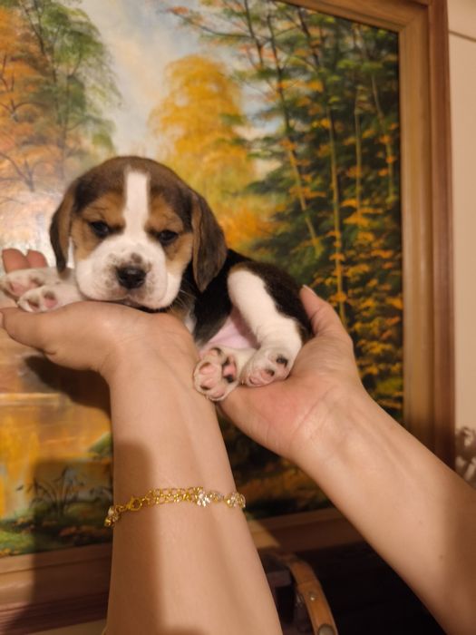 Beagle ZKwP FCI dziewczynka