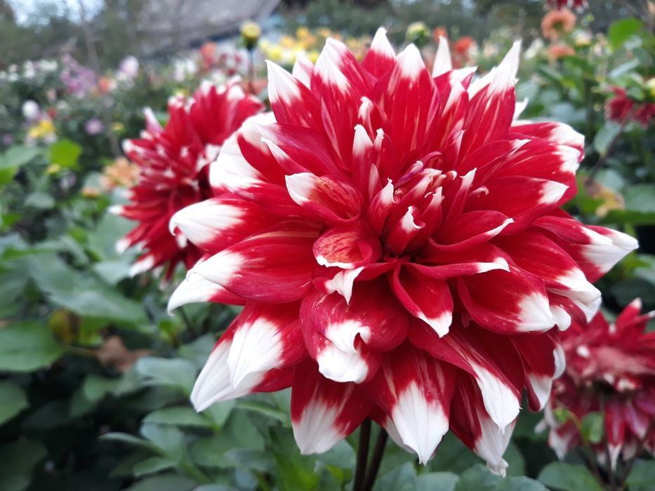 Георгина Жоржина