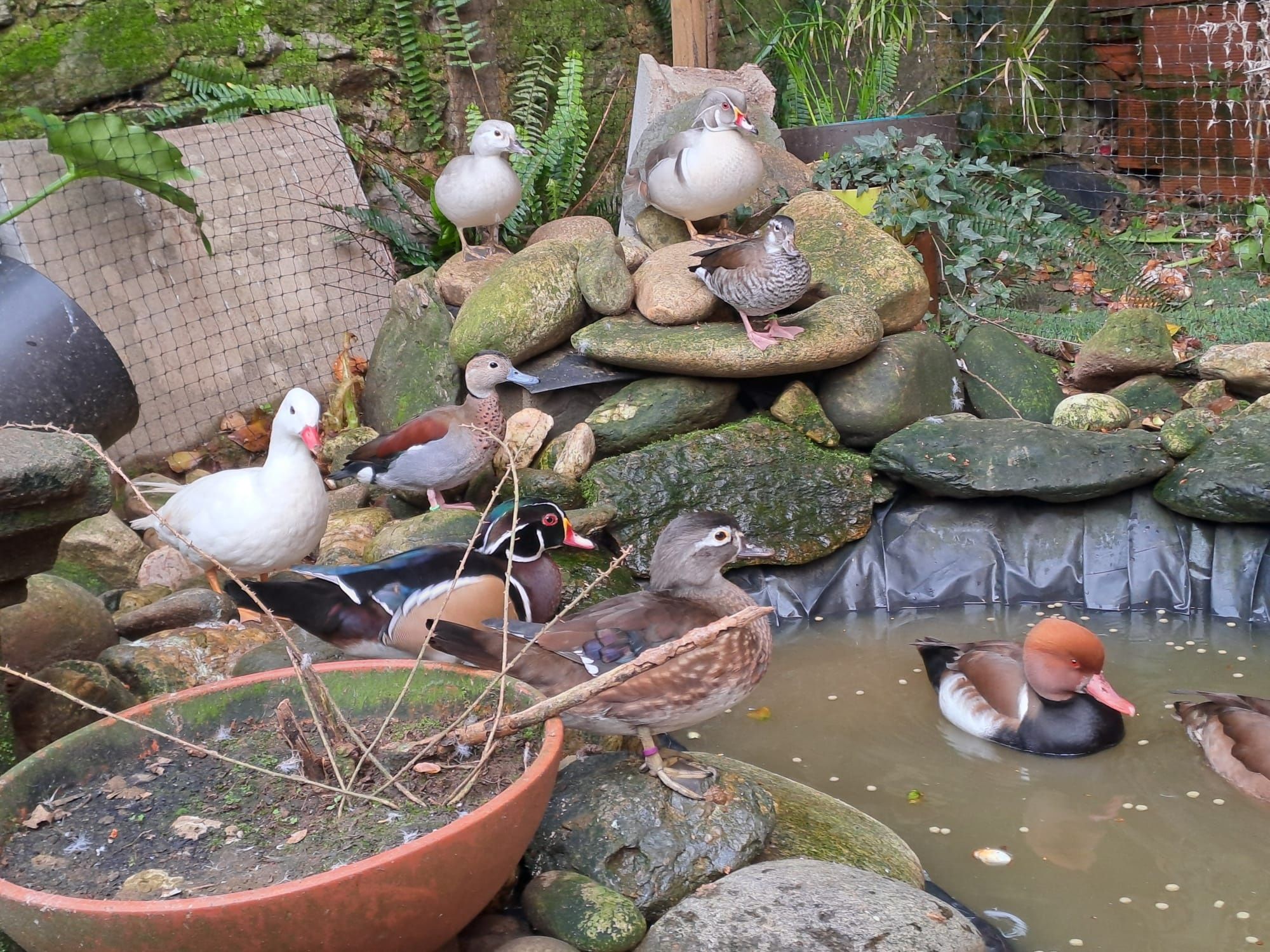 Vendo patos (Netta rufina, Piadeira do Chile, Carolino, Zarro negrinha