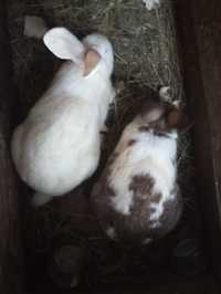 Продам кролів ( 8 місяців) 4самки, 1 самець. Від 2.5-3 кг.