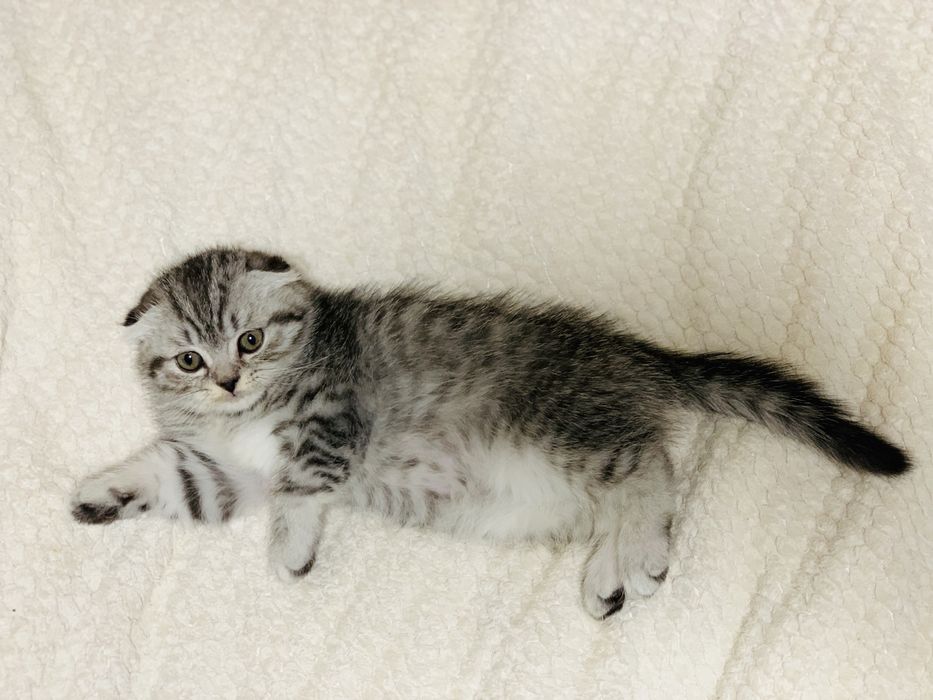 Перетримка , виховання , перевиховання кошенят