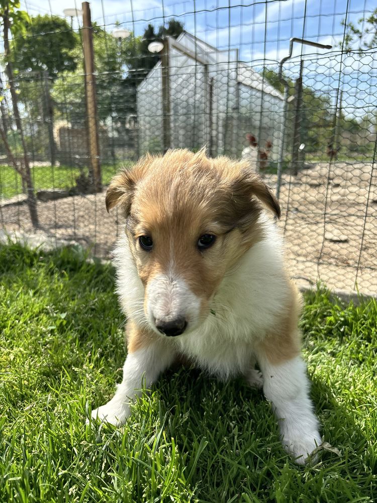 Owczarek szkocki Collie suczka