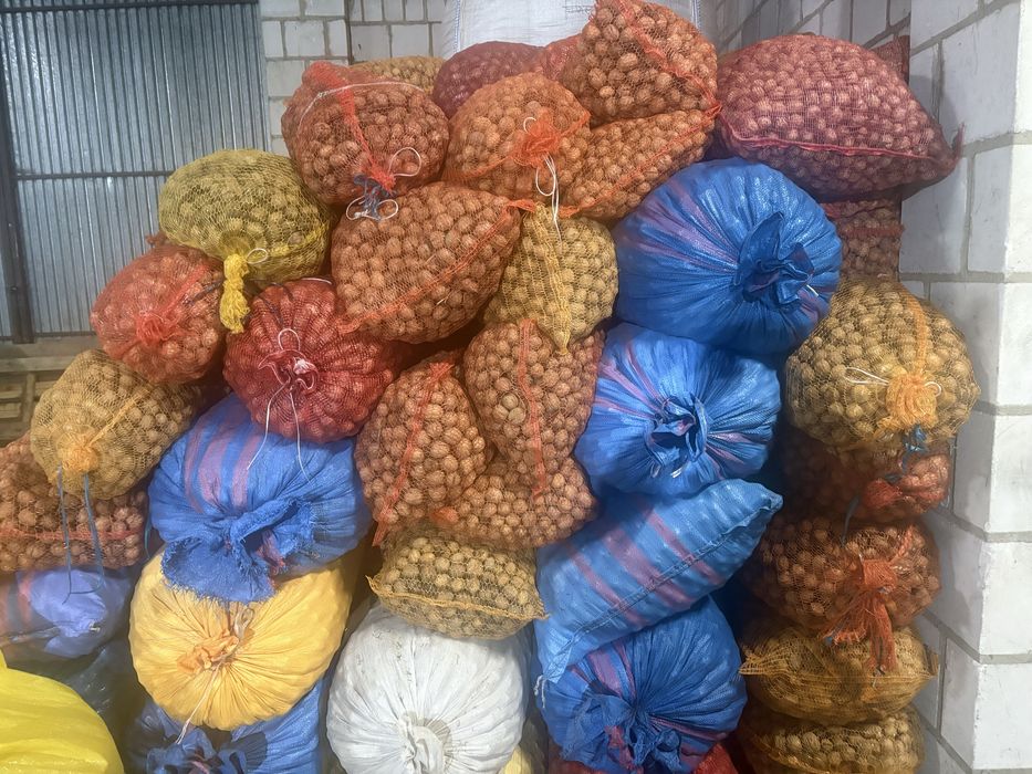 Sprzedam orzechy włoskie suche w skorupie Lubelskie   6 zl