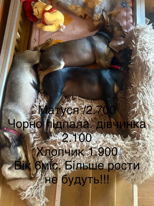 Той терʼри готові до переїзду у родину.