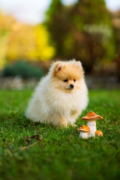 Pies szpic miniaturowy pomeranian