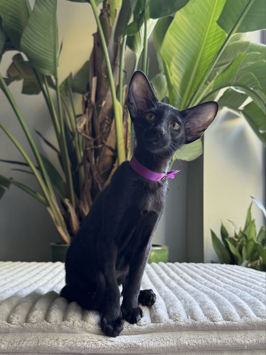 Kot orientalny RASPPBERRY Pola Elizejskie*Pl