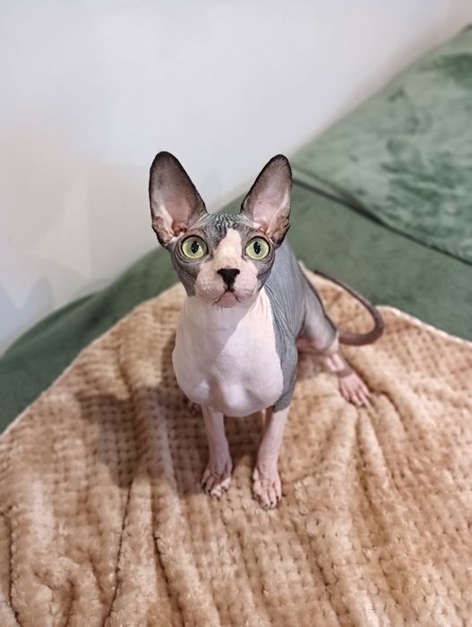 Kotka Sfinks kanadyjski FPL