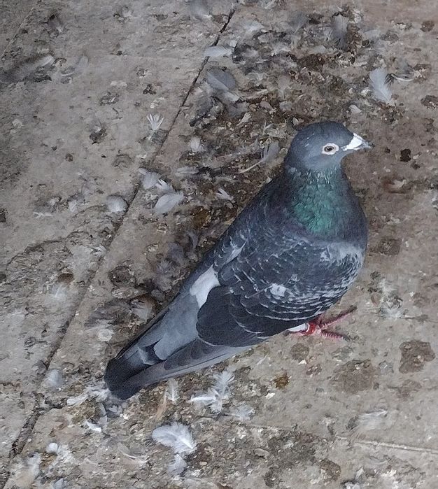 Sprzedam samca  van dyck linii  kanibal