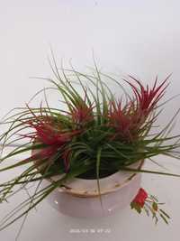 Рідкісні рослини.Тілландсія, махровий варієгатний плющ,красиві кольори