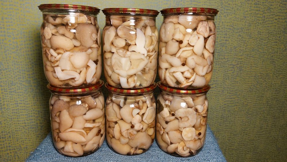 Гриби в асортименті мар. 2025 року