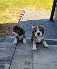 Piesek GoldenEye Beagle Tricolor FCI ZKwP