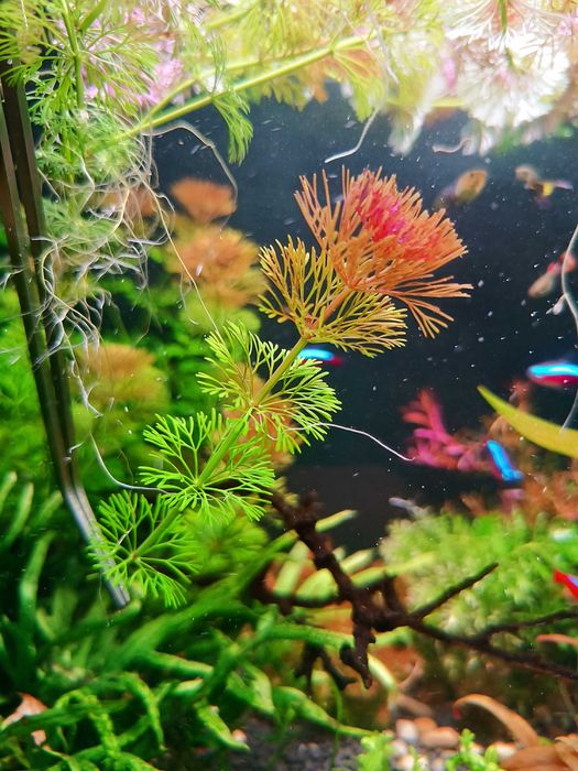 Limnophila sessiliflora