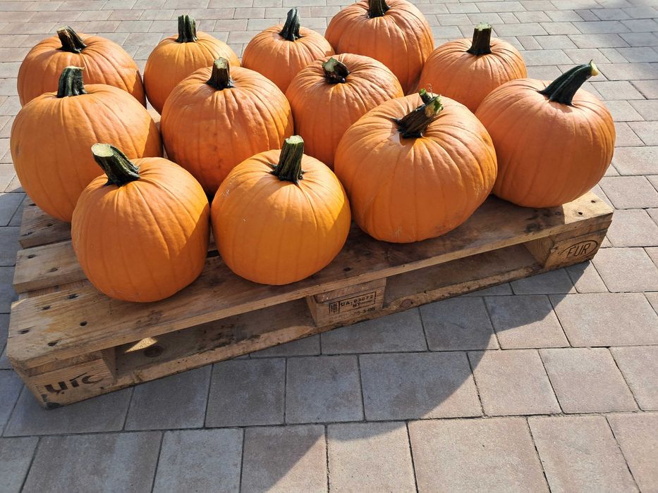 Dynia w typie haloween i jadalna
