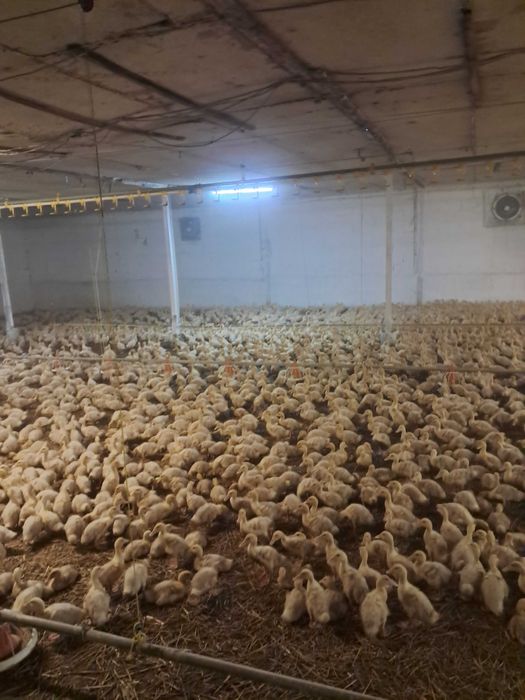 Kury kaczki gesi perliczki