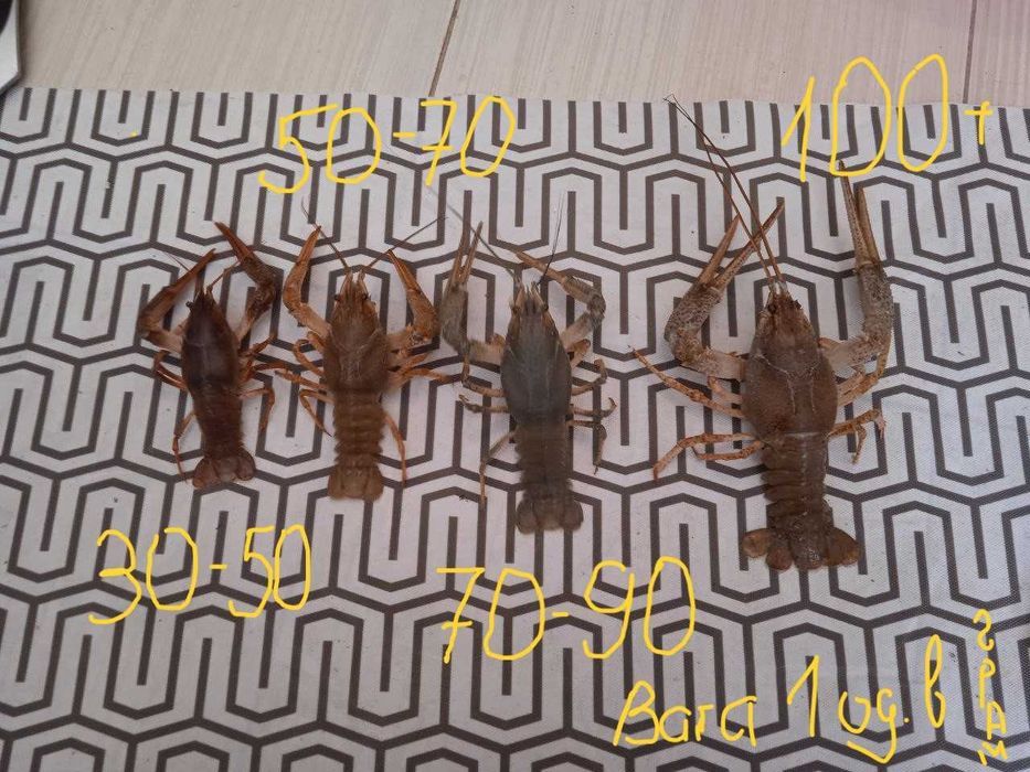 Свіжовиловлений рак в асортименті (30-50 г) під замовлення, є опт